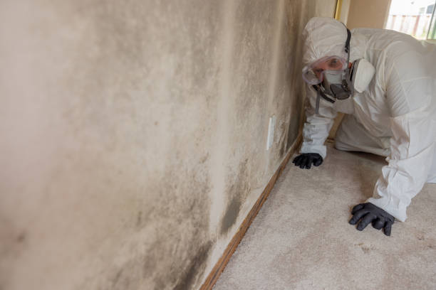 Why You Should Choose Our Mold Remediation Services in Wrightsville, GA